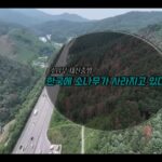 “한국에 소나무가 사라지고 있다!”, ‘소나무 재선충병’
